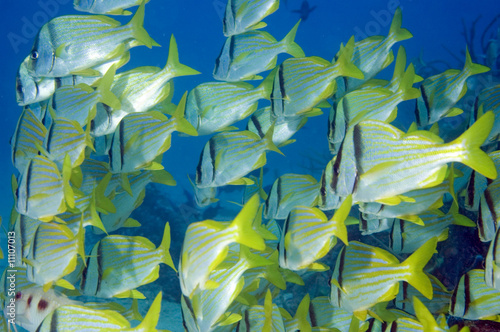 Schooling Porkfish photo