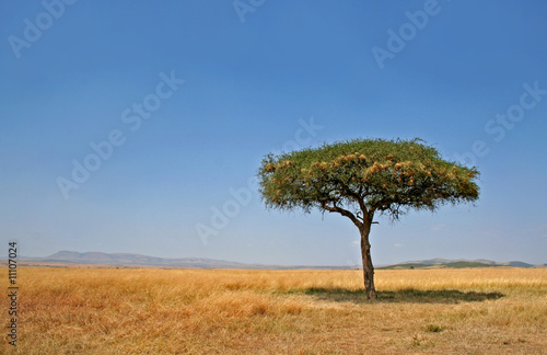 Landschaft mit Baum, Masai Mara Kenia