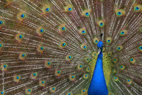 peacock