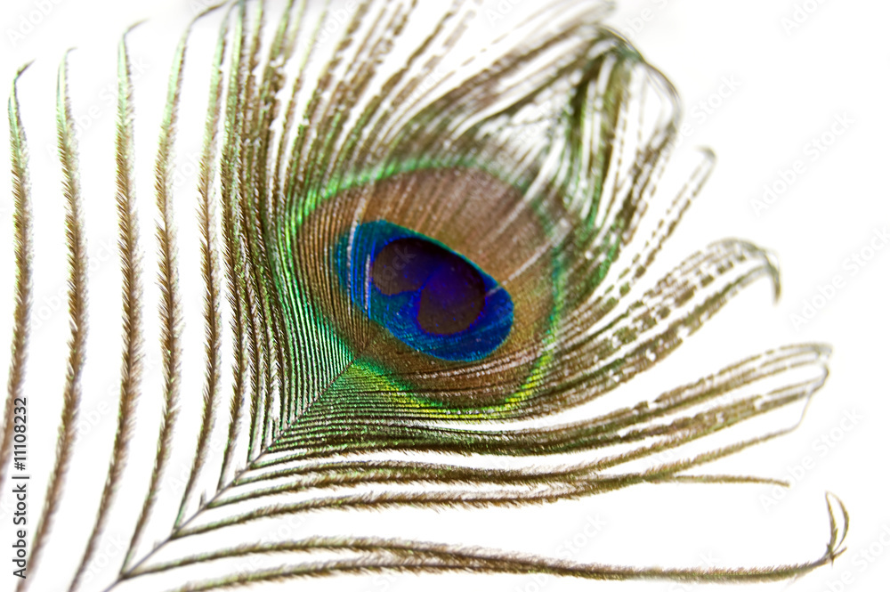 Naklejka premium Peacock feather
