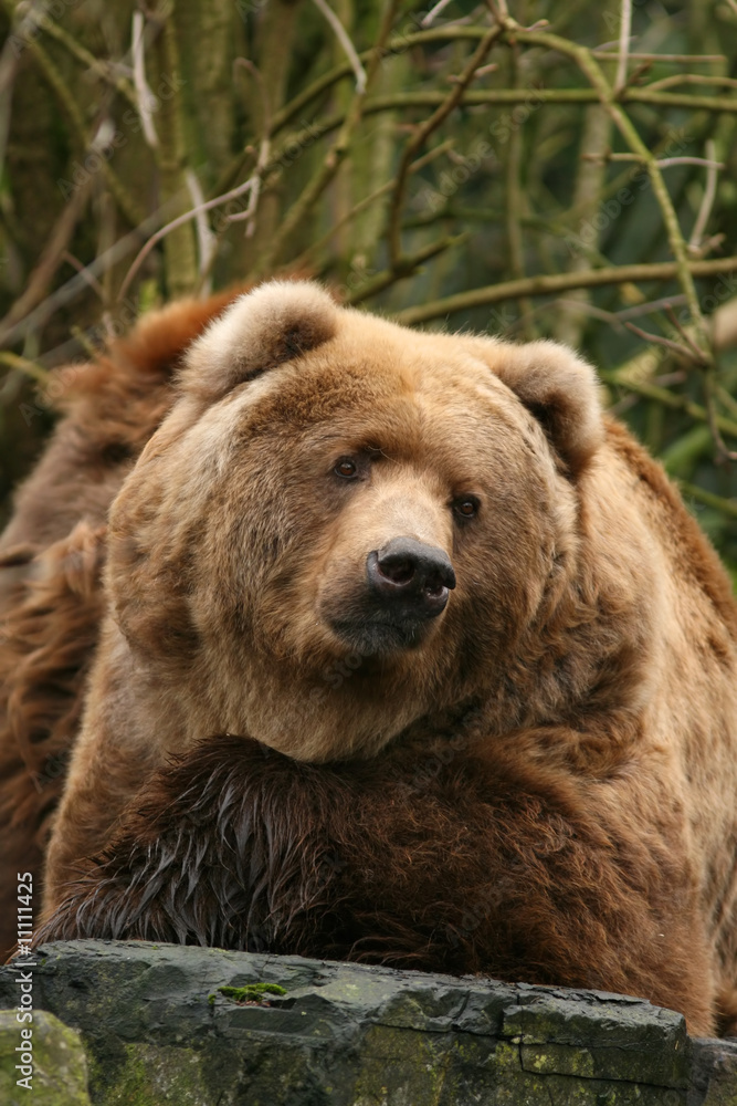 Big brown bear looking at you