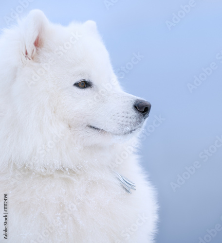 samoyed dog - Juvenile Champion of Russia