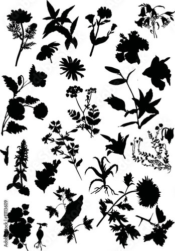 large flower silhouette set