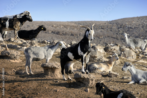 Ziegenherde, Fuerteventura