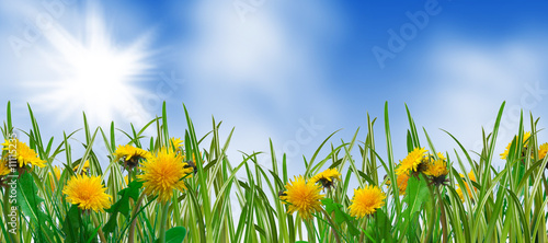 dandelions and grass - spring meadow