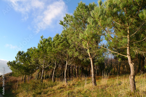 au bord des pins