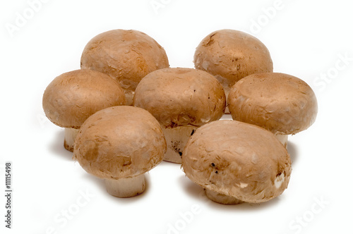 Braune Zuchtchampignon