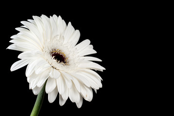 Handdoek met foto Gerbera Witte gerbera op zwarte achtergrond  © Peter Wey