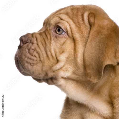 Dogue de Bordeaux puppy (2 months) photo