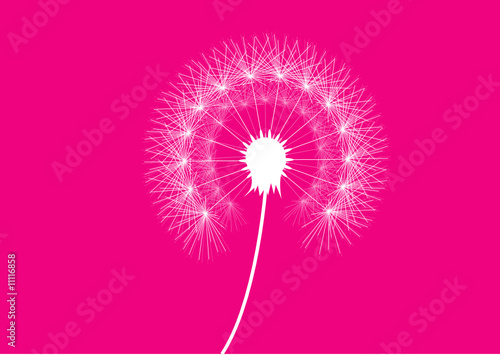 Pusteblume Pink