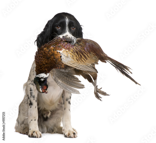 Obraz na płótnie English Springer Spaniel hunting 