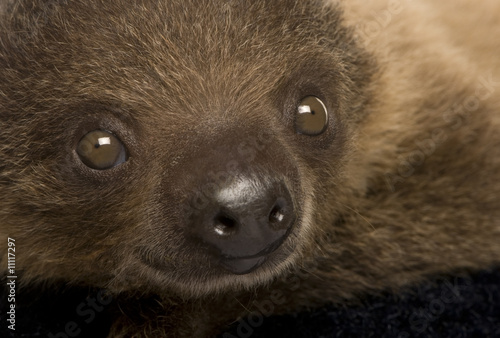 baby Two-toed sloth (4 months) - Choloepus didactylus photo