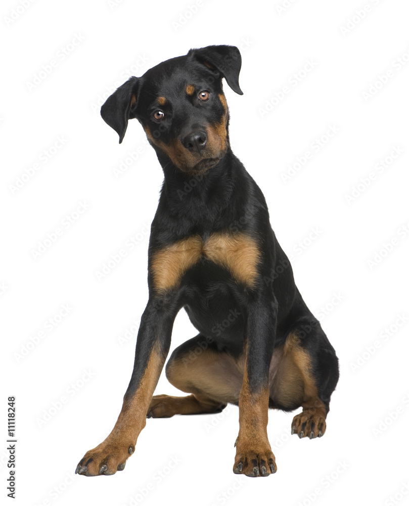 rottweiler puppy (6 months)