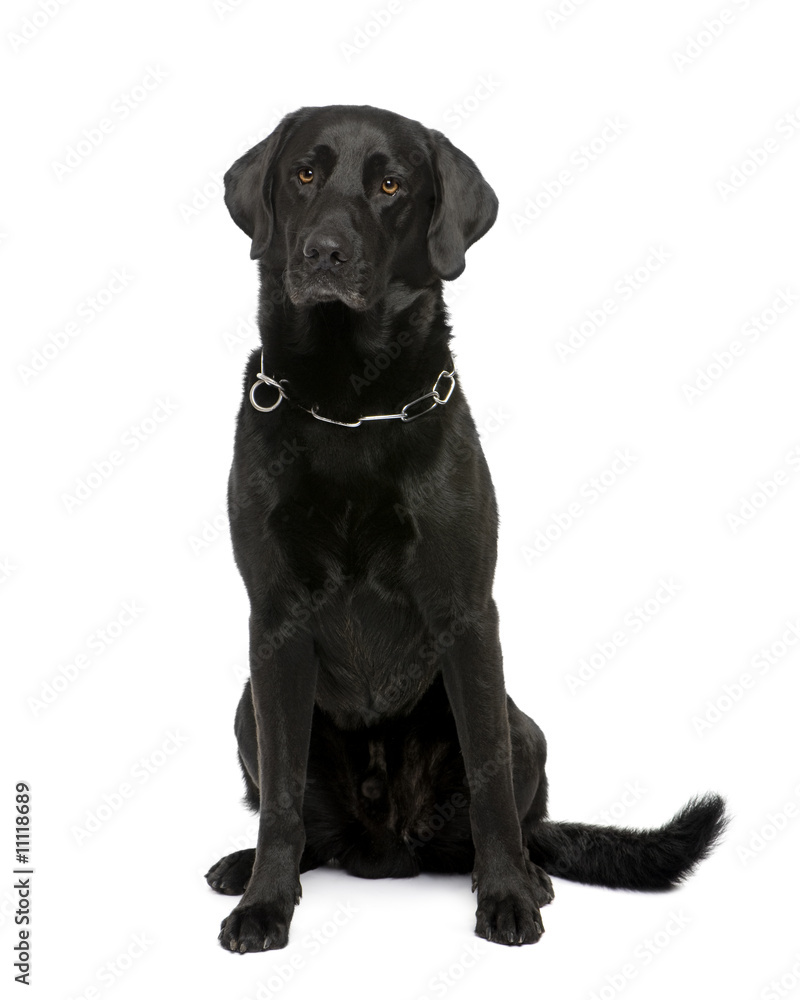 black Labrador