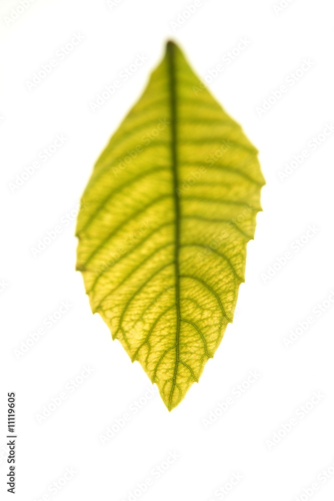 Obraz premium Green leaves in vibrant green, medlar, white studio background