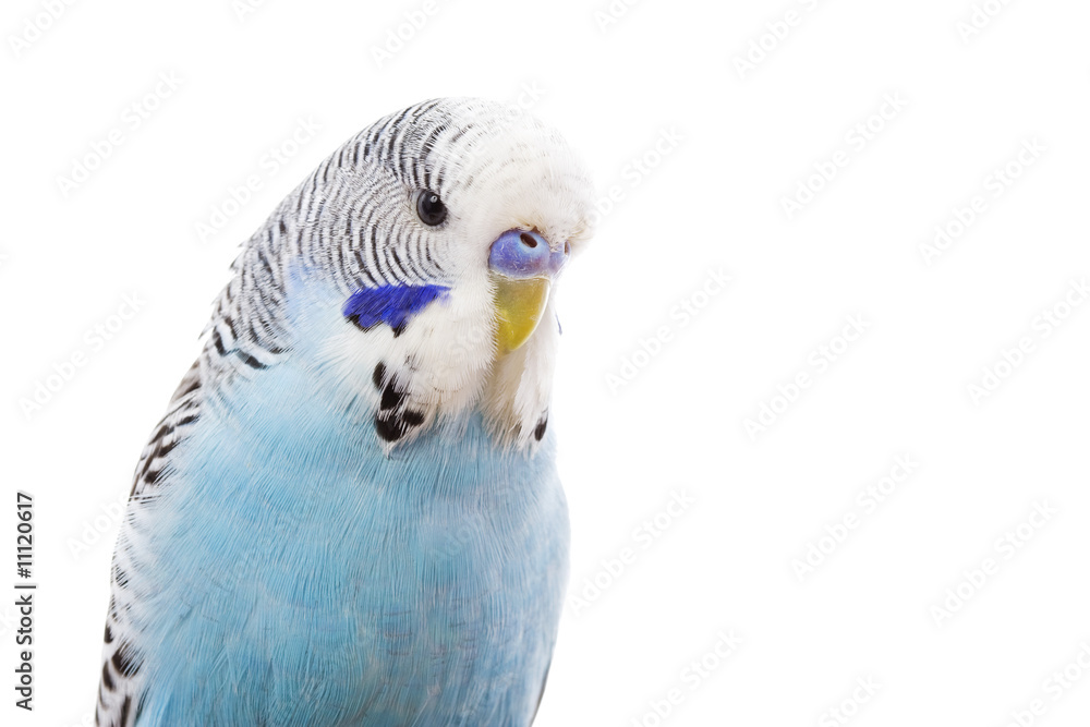 Obraz premium Budgerigar
