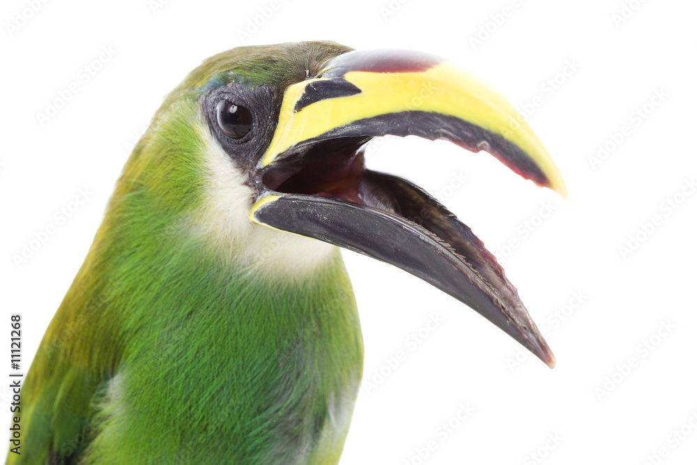 Fotografie Emerald Toucanet