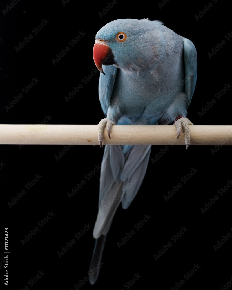 Naklejka premium Indian Ringneck Parakeet