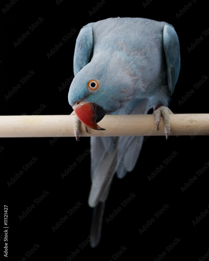 Obraz premium Indian Ringneck Parakeet