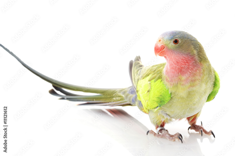 Naklejka premium Princess of Wales Parakeet