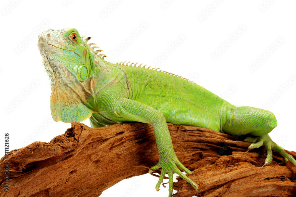 Fototapeta premium iguana