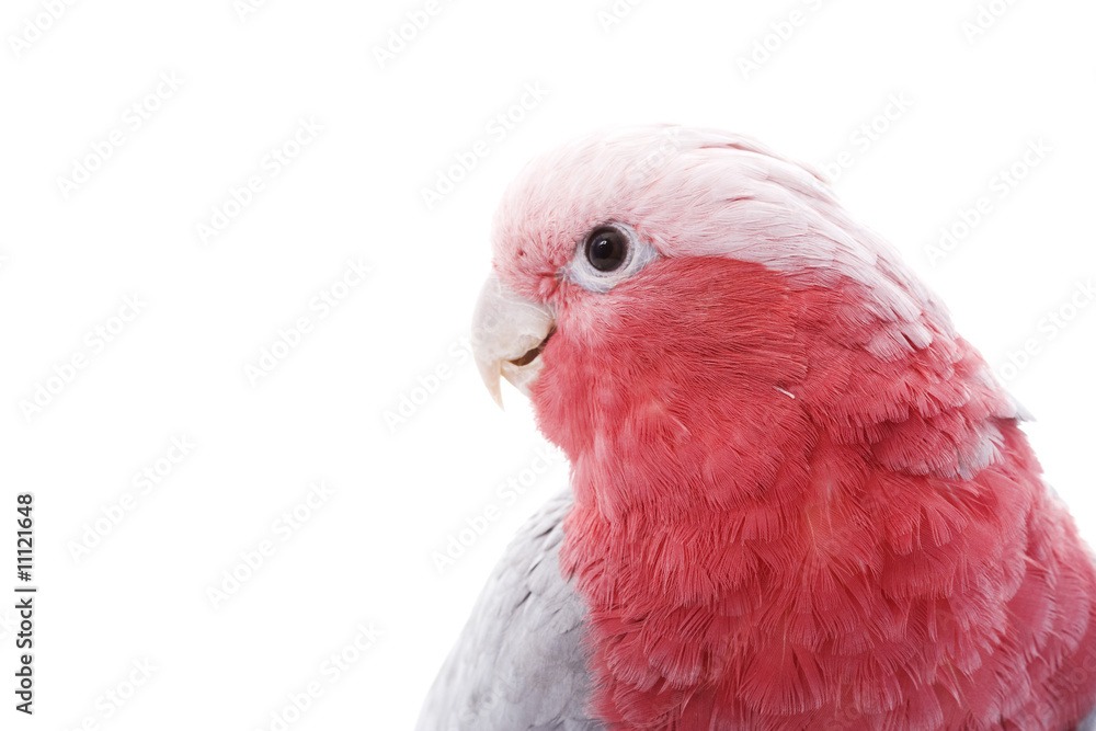 Fototapeta premium Galah