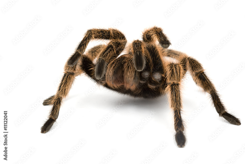 Rose Hair Tarantula Rose Hair Tarantula