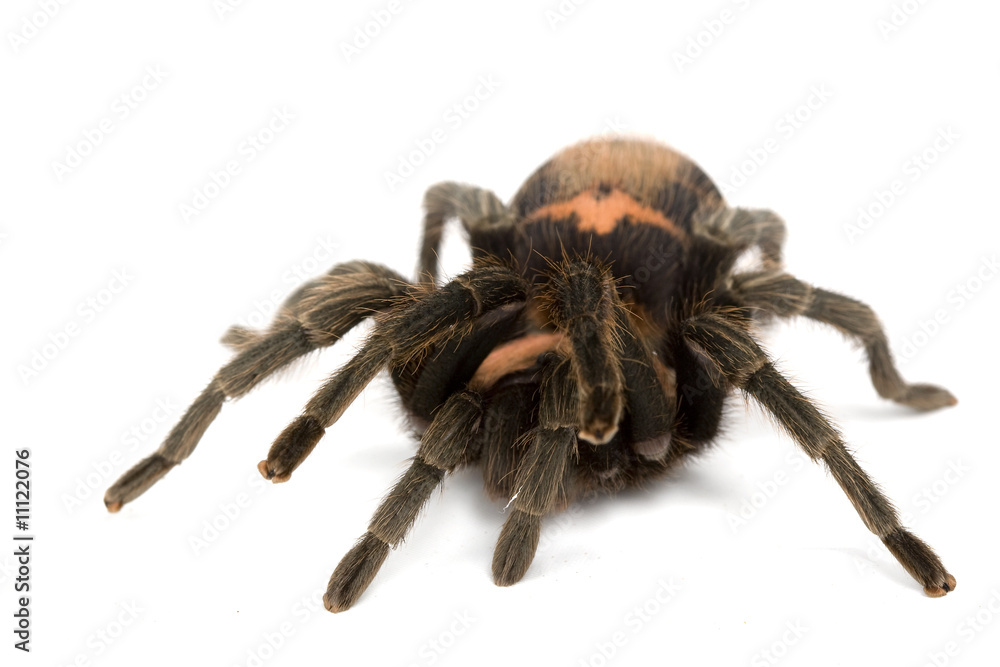 Costa Rican Tiger Rump Tarantula Costa Rican Tiger Rump Tarantula