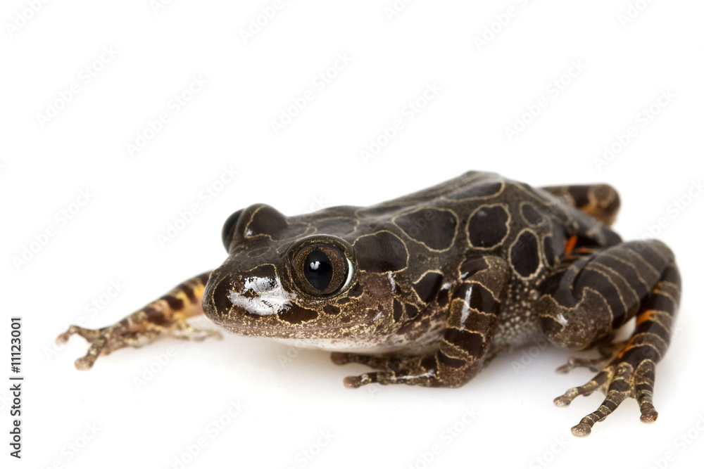 Fototapeta premium Tiger Leg Monkey Tree Frog