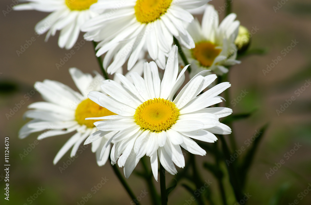 Fototapeta premium blumen