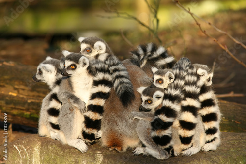 Group of ring-tailed lemurs sitting close together © Henk Bentlage