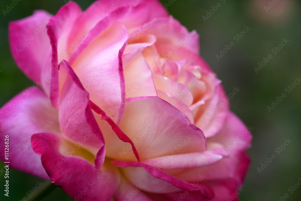 Colorful rose flower macro