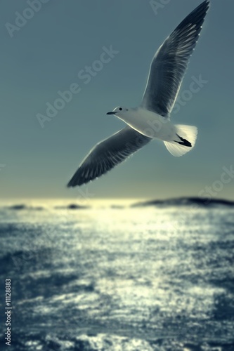 seagull