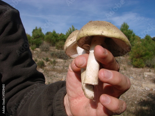 Champignon