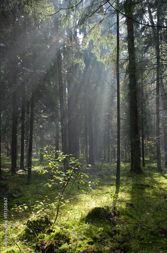 Coniferous forest in Landscape Reserve of Bialowieza Forest Coniferous forest in Landscape Reserve of Bialowieza Forest