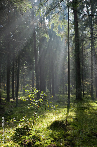 Fototapeta Naklejka Na Ścianę i Meble -  Coniferous forest in Landscape Reserve of Bialowieza Forest