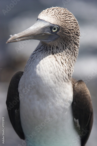 Solan goose (Sula nebouxii) photo