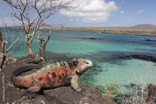 Iguana on Floriana island