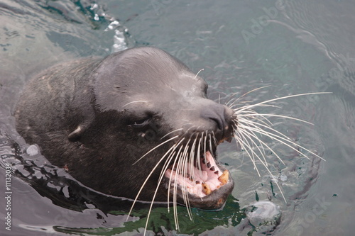 Male of sea lion photo