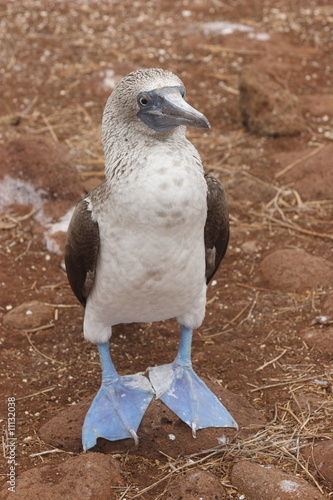 Solan goose (Sula nebouxii) photo