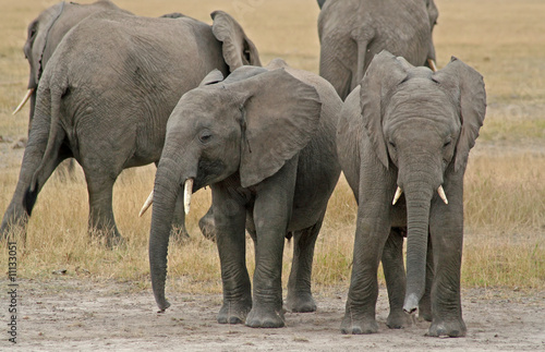 Afrikanische Elefanten, Kenia