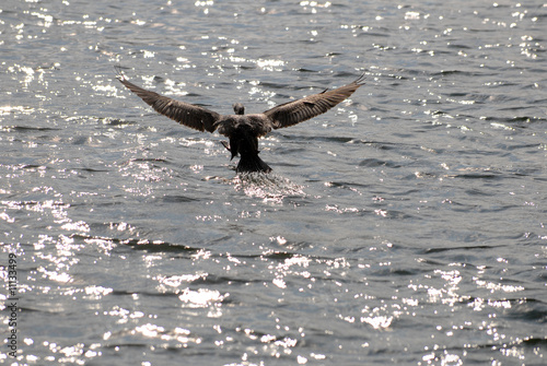 kormoran, phalacrocorax, vogel photo