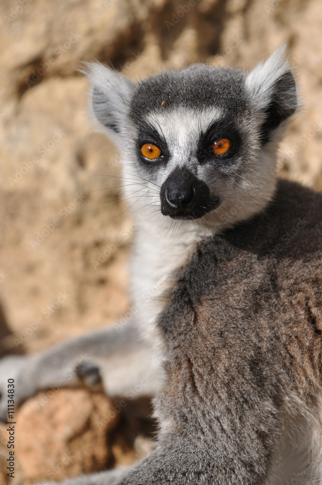 portrait of lemur