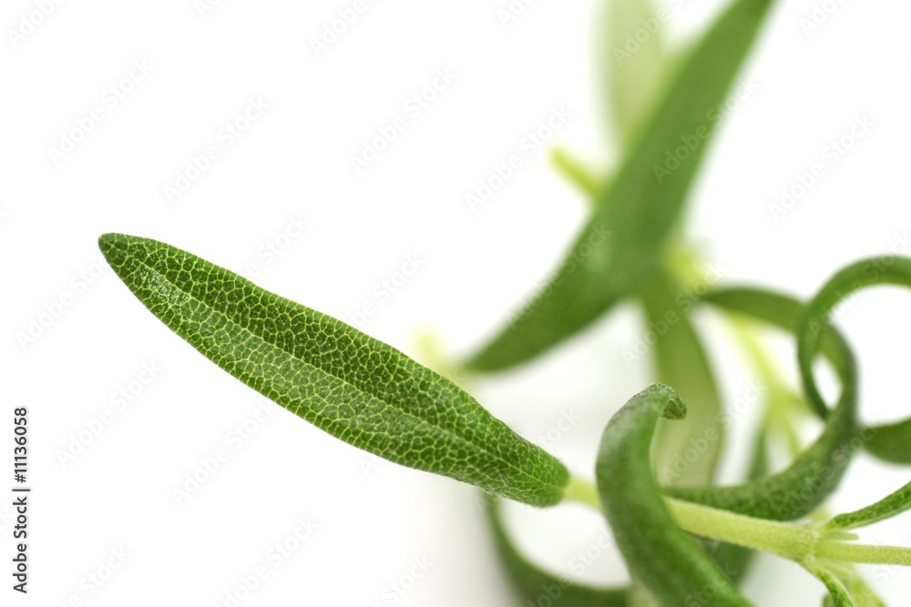 Obraz premium Bio - Rosmarin