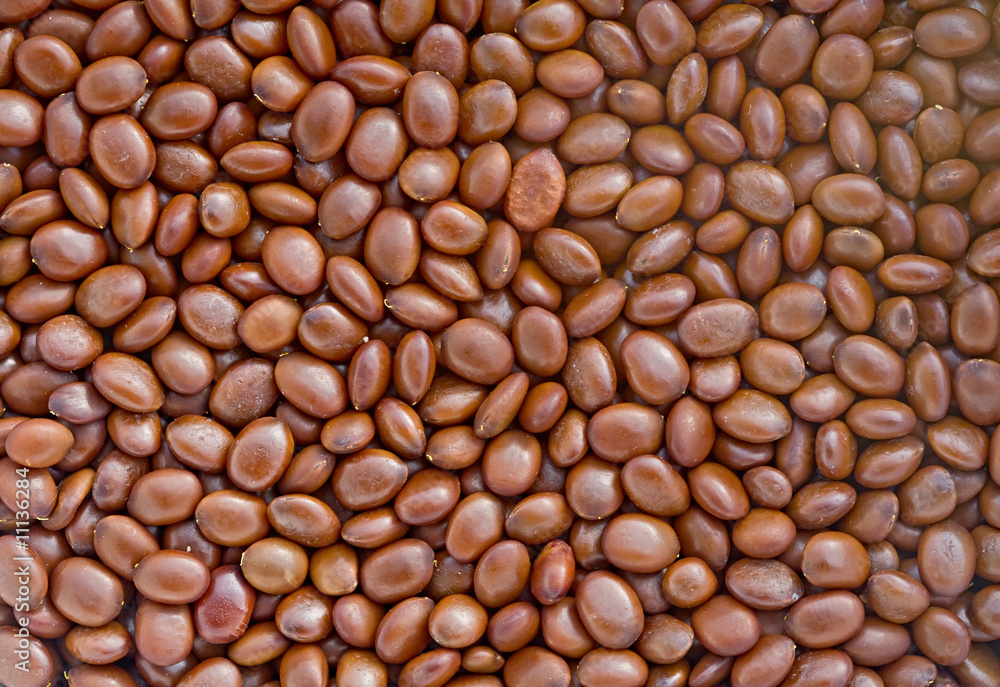 Honey Locust Seeds Honey Locust Seeds