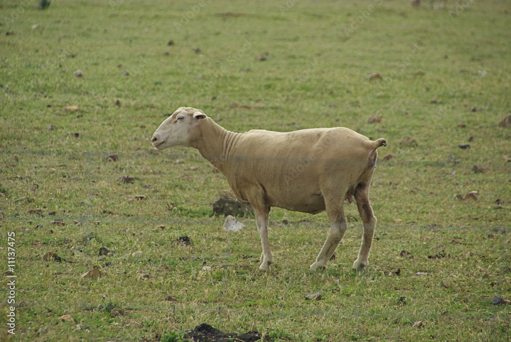 Schaf - sheep 23 Schaf - sheep 23