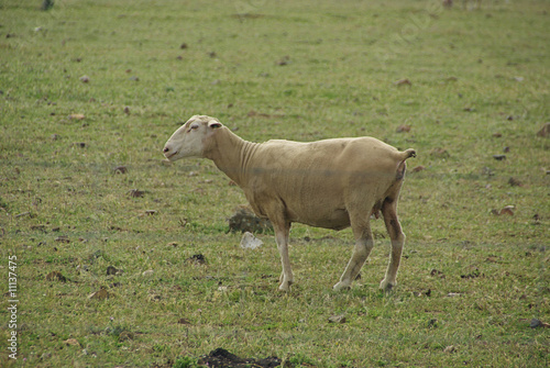 Schaf - sheep 23
