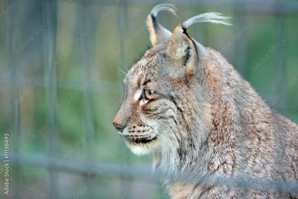 Fototapeta premium luchs