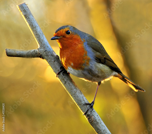 Rotkehlchen