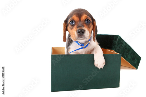 Beagle puppy in a box © soupstock